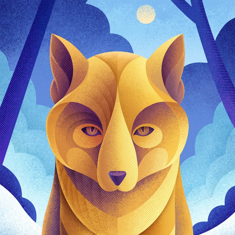 Animal Portraits