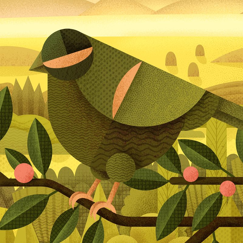 Animal Wallpapers